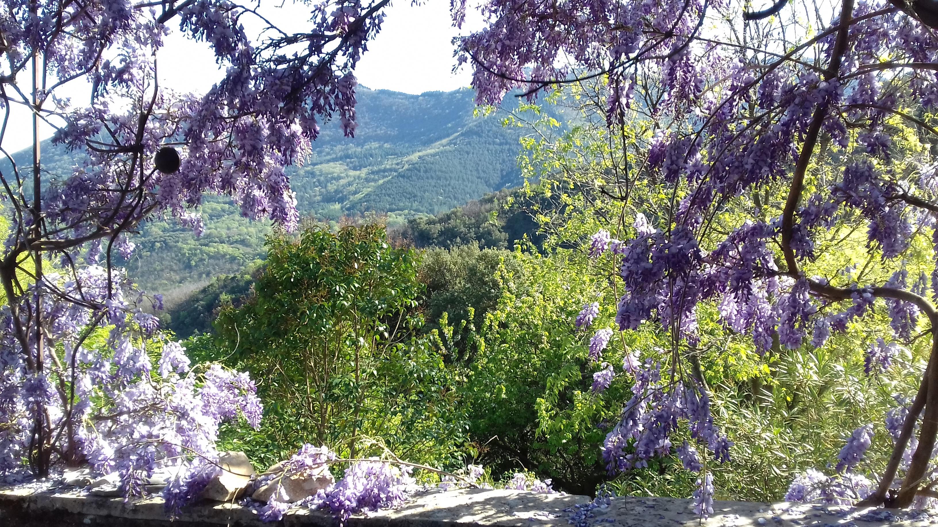 Vue avec fleurs violettes