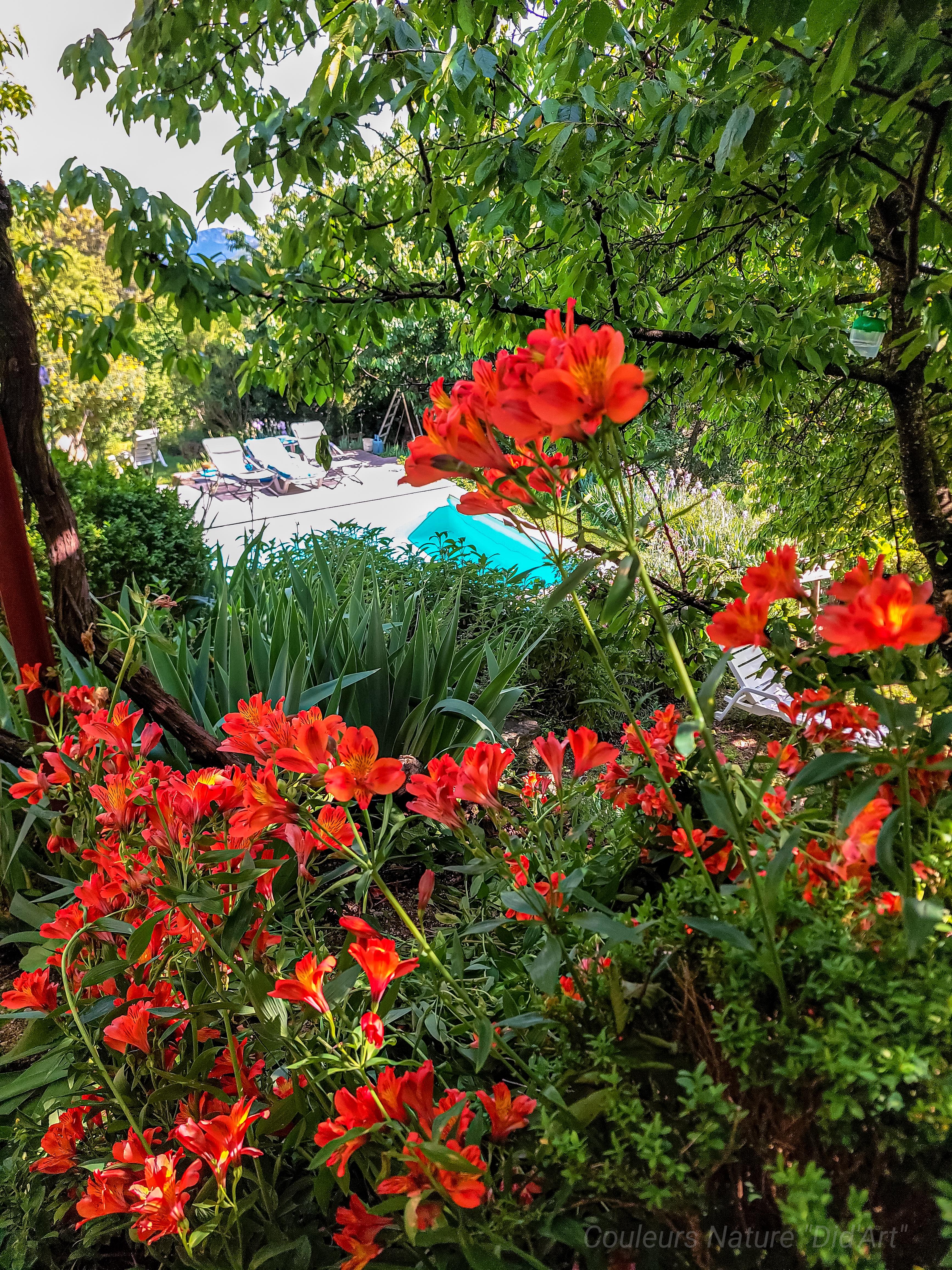 Vue sur la piscine et le jardin